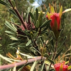 Lambertia formosa at Sherwood, NSW - 14 Jan 2025 01:58 PM