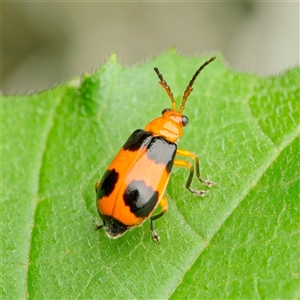 Aulacophora hilaris (Pumpkin Beetle) at Weston, ACT by Kenp12