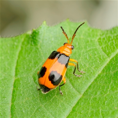 Aulacophora hilaris (Pumpkin Beetle) at Weston, ACT - 14 Jan 2025 by Kenp12