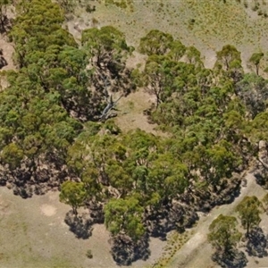 Eucalyptus bridgesiana at Aranda, ACT - 14 Jan 2025