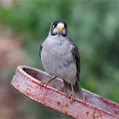 Manorina melanocephala (Noisy Miner) at Overland Corner, SA - 27 Oct 2022 by AlisonMilton