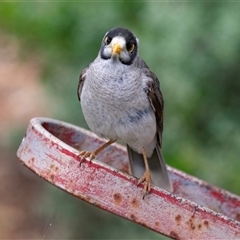 Manorina melanocephala at Overland Corner, SA - 27 Oct 2022 01:27 PM