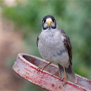 Manorina melanocephala at Overland Corner, SA - 27 Oct 2022 01:27 PM