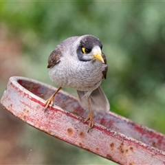 Manorina melanocephala at Overland Corner, SA - 27 Oct 2022 01:27 PM