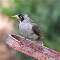 Manorina melanocephala at Overland Corner, SA - 27 Oct 2022 01:27 PM