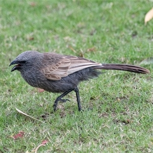 Struthidea cinerea (Apostlebird) at Overland Corner, SA by AlisonMilton