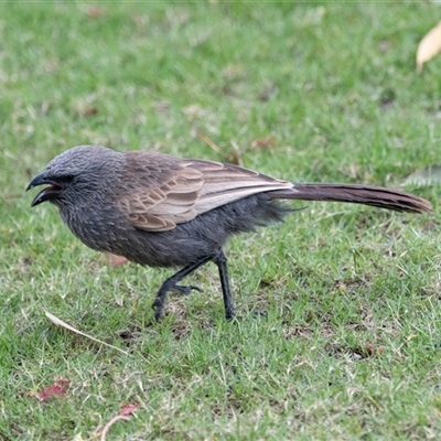 Struthidea cinerea (Apostlebird) at Overland Corner, SA - 27 Oct 2022 by AlisonMilton