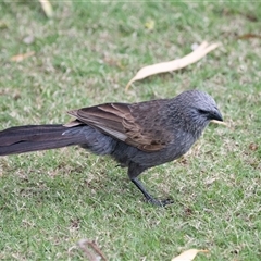 Struthidea cinerea at Overland Corner, SA - 27 Oct 2022 01:25 PM