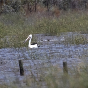 Pelecanus conspicillatus (Australian Pelican) at Overland Corner, SA by AlisonMilton