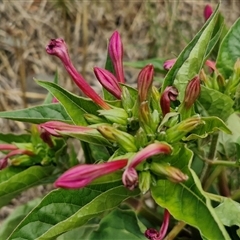 Mirabilis jalapa (Four O'clock Plant or Marvel of Peru) at Goulburn, NSW - 14 Jan 2025 by trevorpreston