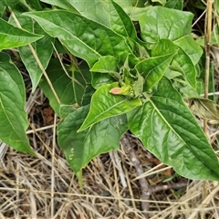 Mirabilis jalapa at Goulburn, NSW - 14 Jan 2025 04:00 PM