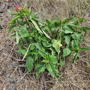 Mirabilis jalapa at Goulburn, NSW - 14 Jan 2025 04:00 PM