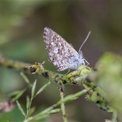 Unidentified Blue or Copper (Lycaenidae) at Overland Corner, SA - 27 Oct 2022 by AlisonMilton