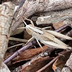 Unidentified Grasshopper (several families) at Goulburn, NSW - 14 Jan 2025 by trevorpreston