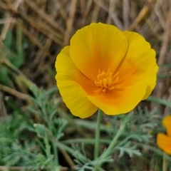 Eschscholzia californica (California Poppy) at Goulburn, NSW - 14 Jan 2025 by trevorpreston