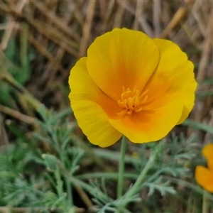 Eschscholzia californica (California Poppy) at Goulburn, NSW by trevorpreston