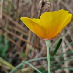 Eschscholzia californica at Goulburn, NSW - 14 Jan 2025 03:59 PM