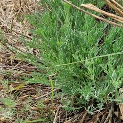 Eschscholzia californica at Goulburn, NSW - 14 Jan 2025 03:59 PM