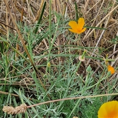 Eschscholzia californica at Goulburn, NSW - 14 Jan 2025 03:59 PM