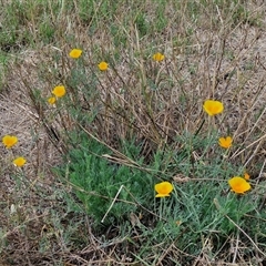 Eschscholzia californica at Goulburn, NSW - 14 Jan 2025 03:59 PM