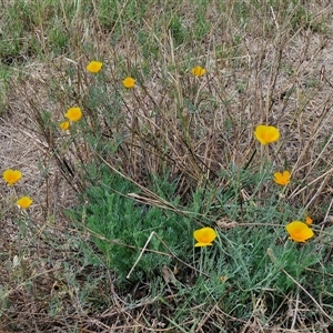 Eschscholzia californica at Goulburn, NSW - 14 Jan 2025