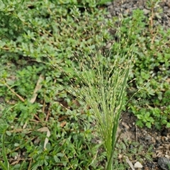 Panicum capillare (Witchgrass) at Goulburn, NSW - 14 Jan 2025 by trevorpreston