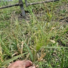 Panicum capillare at Goulburn, NSW - 14 Jan 2025