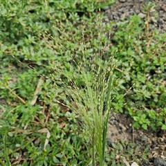 Panicum capillare at Goulburn, NSW - 14 Jan 2025