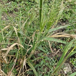 Panicum capillare at Goulburn, NSW - 14 Jan 2025