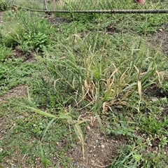 Panicum capillare at Goulburn, NSW - 14 Jan 2025