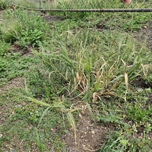 Panicum capillare at Goulburn, NSW - 14 Jan 2025