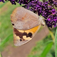 Heteronympha merope (Common Brown Butterfly) at Braidwood, NSW - 14 Jan 2025 by MatthewFrawley