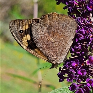 Heteronympha merope at Braidwood, NSW - 14 Jan 2025 10:37 AM