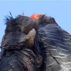 Callocephalon fimbriatum (Gang-gang Cockatoo) at Ainslie, ACT - 14 Jan 2025 by jb2602