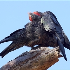 Callocephalon fimbriatum at Ainslie, ACT - suppressed