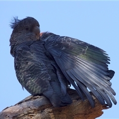 Callocephalon fimbriatum at Ainslie, ACT - 14 Jan 2025