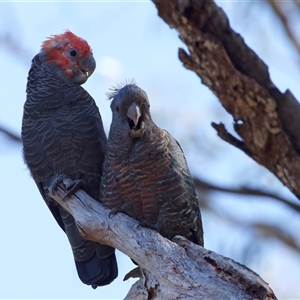 Callocephalon fimbriatum at Ainslie, ACT - suppressed