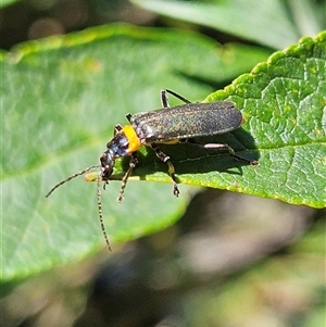 Chauliognathus lugubris (Plague Soldier Beetle) at Braidwood, NSW by MatthewFrawley