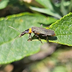 Chauliognathus lugubris at Braidwood, NSW - 14 Jan 2025 10:39 AM