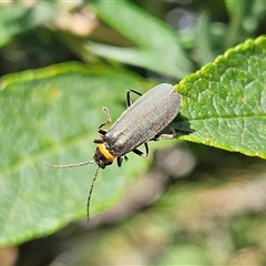 Chauliognathus lugubris at Braidwood, NSW - 14 Jan 2025 10:39 AM