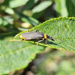 Chauliognathus lugubris at Braidwood, NSW - 14 Jan 2025