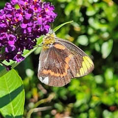 Delias nigrina (Black Jezebel) at Braidwood, NSW - 14 Jan 2025 by MatthewFrawley