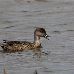 Anas gracilis (Grey Teal) at Overland Corner, SA - 27 Oct 2022 by AlisonMilton