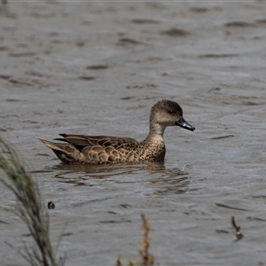 Anas gracilis at Overland Corner, SA - 27 Oct 2022 02:15 PM