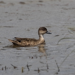 Anas gracilis at Overland Corner, SA - 27 Oct 2022 02:15 PM