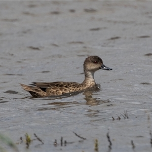 Anas gracilis at Overland Corner, SA - 27 Oct 2022 02:15 PM