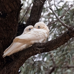 Cacatua sanguinea (Little Corella) at Overland Corner, SA - 27 Oct 2022 by AlisonMilton