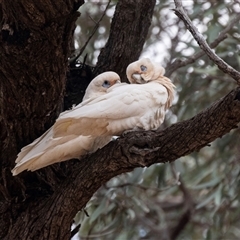 Cacatua sanguinea at Overland Corner, SA - 27 Oct 2022 01:39 PM