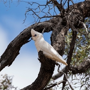 Cacatua sanguinea at Overland Corner, SA - 27 Oct 2022 01:39 PM