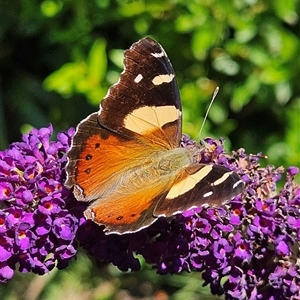 Vanessa itea (Yellow Admiral) at Braidwood, NSW by MatthewFrawley